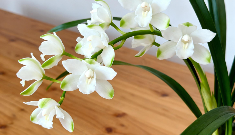 栾川蕙兰文化产业园正式开园，打造北方最大蕙兰种植基地