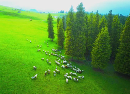 新疆江布拉克景区门票综合管理系统助力景区降本增效
