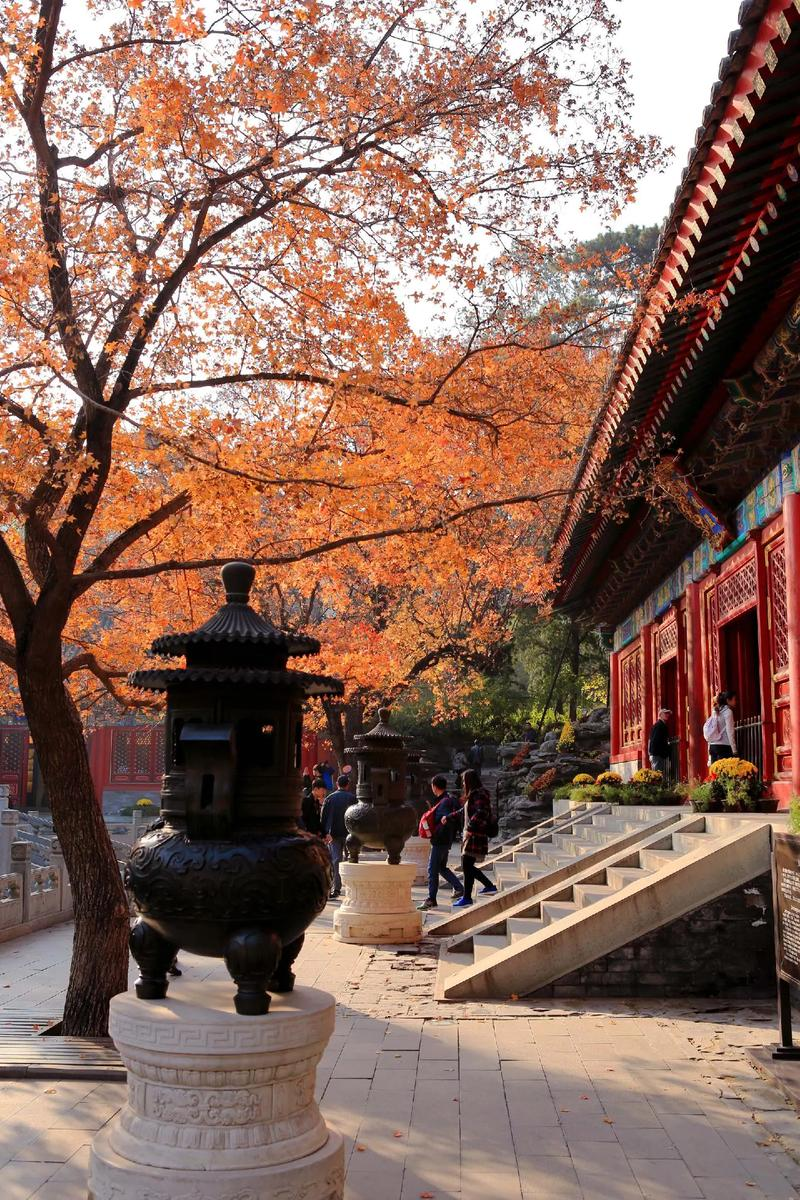 小泥人助力北京香山公园智慧旅游